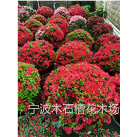 宁波比利时杜鹃之杜鹃花名960种
