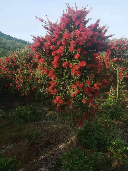 宁波红千层批发基地 