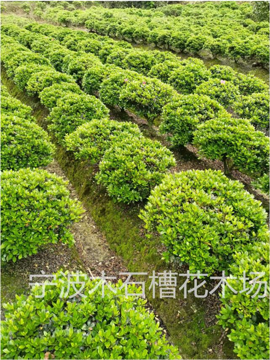 宁波春鹃球基地的园艺品种