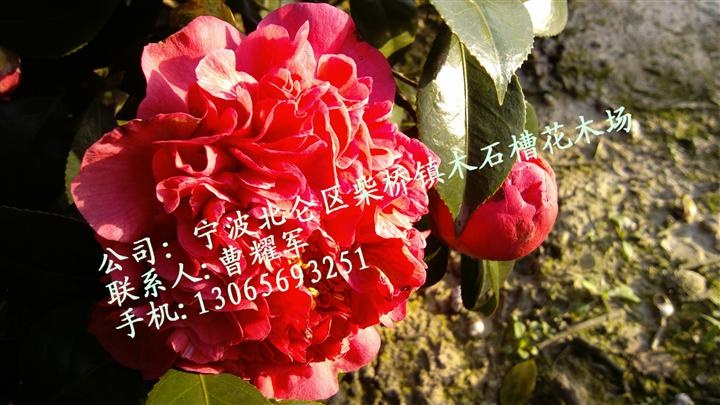 茶花