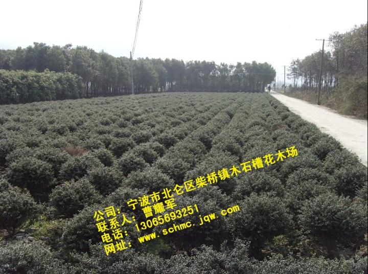 龟甲冬青球