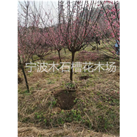 什么是宁波红梅