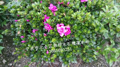 浙江夏鹃/紫鹃杜鹃之乡|浙江宁波夏鹃批发 