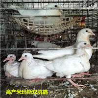河北米玛斯种鸽养殖