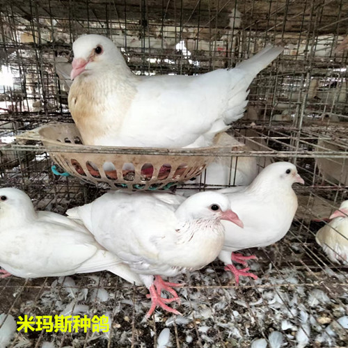 河北米玛斯种鸽