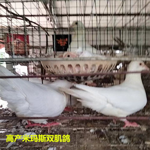 河北双肌种鸽