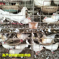 河北高产米玛斯双肌种鸽