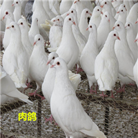 河北肉鸽新品种养殖