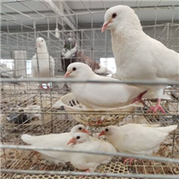 河北肉鸽**品种养殖