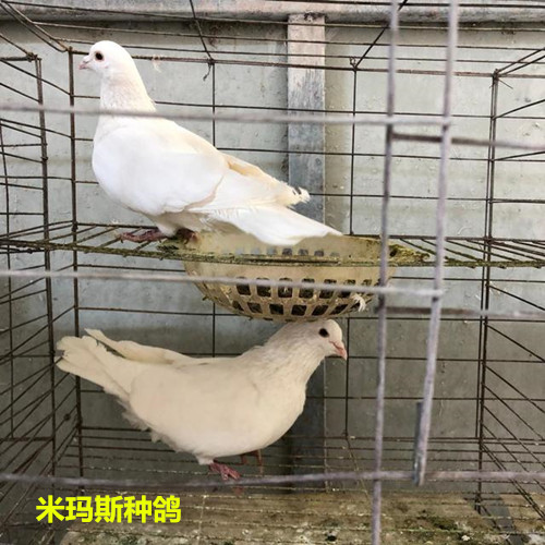 河北高产米玛斯种鸽