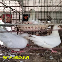 河北双肌种鸽