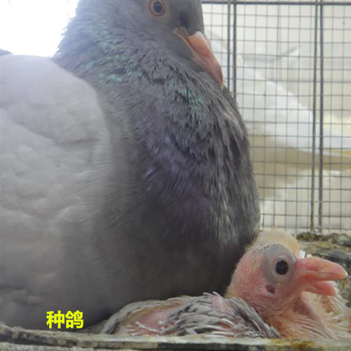 河北高产品种鸽