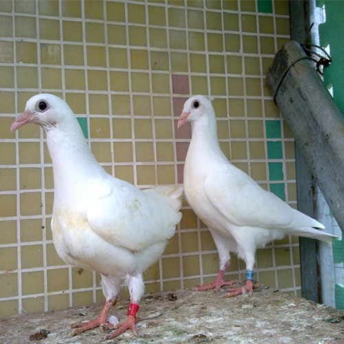 河北肉鸽养殖