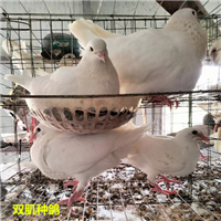 河北双肌种鸽