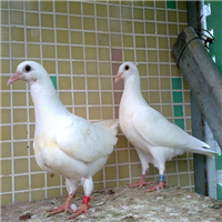 河北肉鸽养殖
