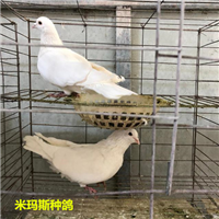 河北高产米玛斯种鸽