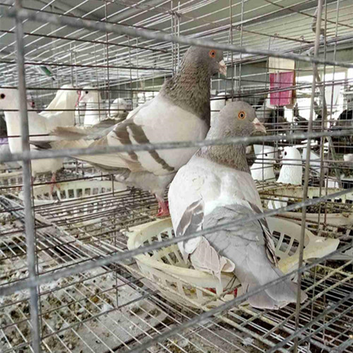 河北高产肉鸽养殖