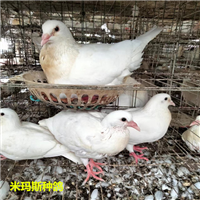 河北米玛斯种鸽