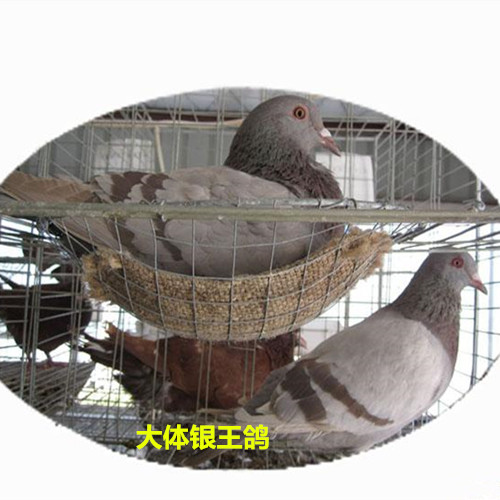 河北大体银王鸽养殖