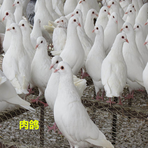 河北肉鸽新品种养殖