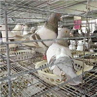 河北高产肉鸽养殖