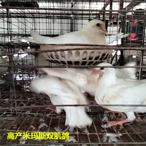 河北双肌种鸽养殖