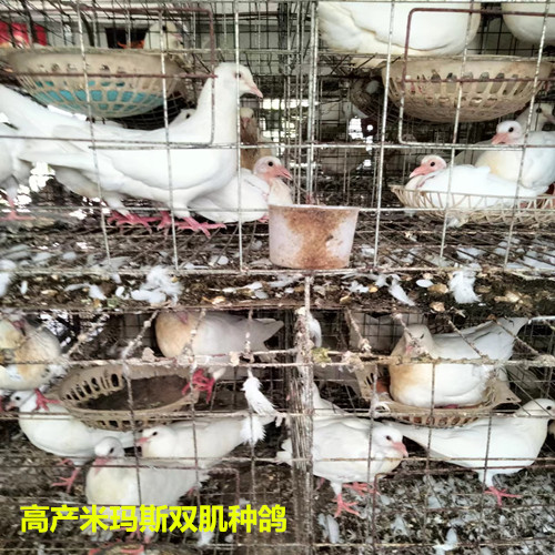 河北高产米玛斯双肌种鸽