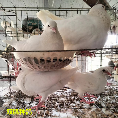 河北双肌种鸽