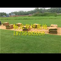江西果岭草草坪^江西果岭草草坪批发商 