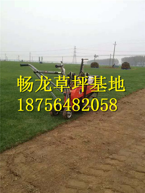 江西草坪_江西草坪定购电话 