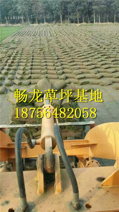 江西果岭草草坪^江西果岭草草坪哪家便宜 