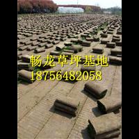 景德镇果岭草草坪TEL18756482058 