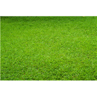 江西果岭草草坪基地在哪