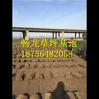 江西百慕大草坪供应TEL18756482058 