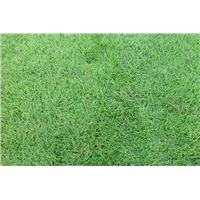 江西景德镇庭院草皮草坪基地电话是多少