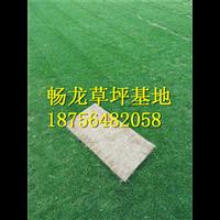 江西果岭草草坪 58jqw.jqw.com 