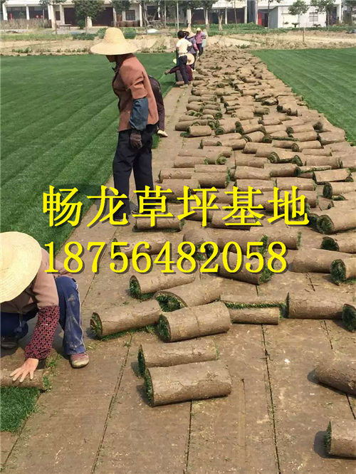 江西草皮哪家便宜TEL18756482058 