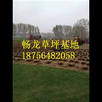 江西混播草坪~江西混播草坪供应 
