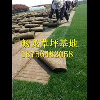 江西四季青草坪*江西四季青草坪哪家好 