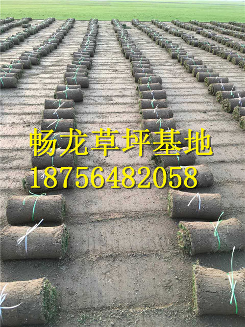 江西四季青草坪*江西四季青草坪批发 