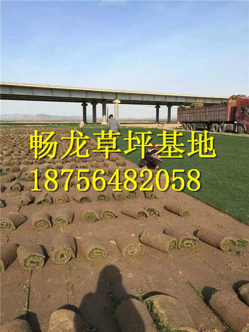 江西草皮_江西草皮批发 