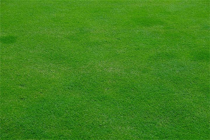 江西景观草坪草皮出售哪家基地好