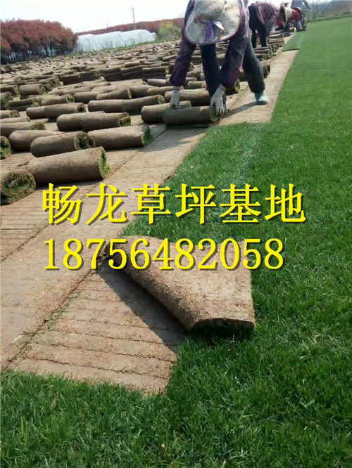 江西四季青草坪*江西四季青草坪哪家好 