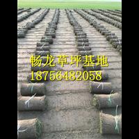 江西四季青草坪*江西四季青草坪批发 