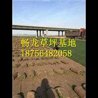 江西草皮_江西草皮批发 