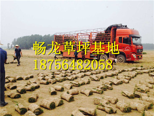 江西草皮批发商TEL18756482058 