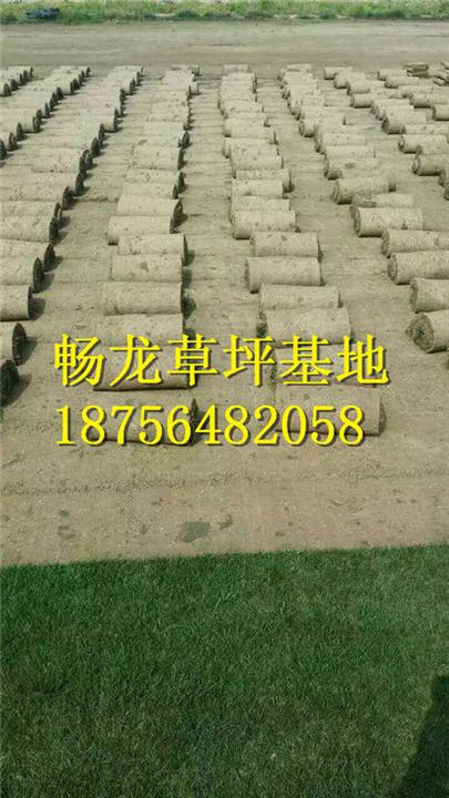 江西草坪哪里有卖TEL18756482058 