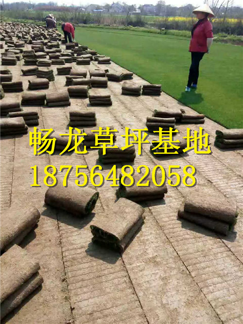 江西果岭草坪 江西果岭草坪 