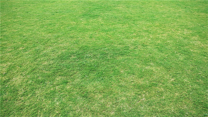 江西写字楼草皮供应基地在哪里