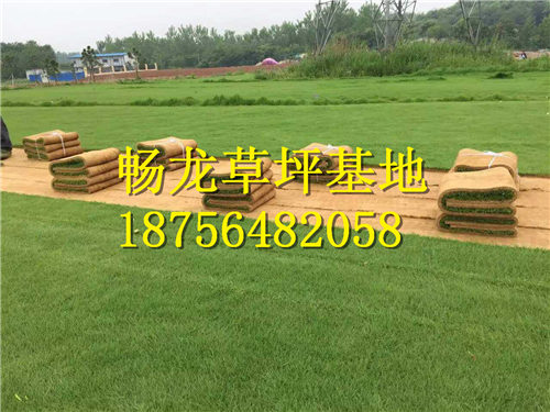 江西果岭草草坪^江西果岭草草坪批发商 
